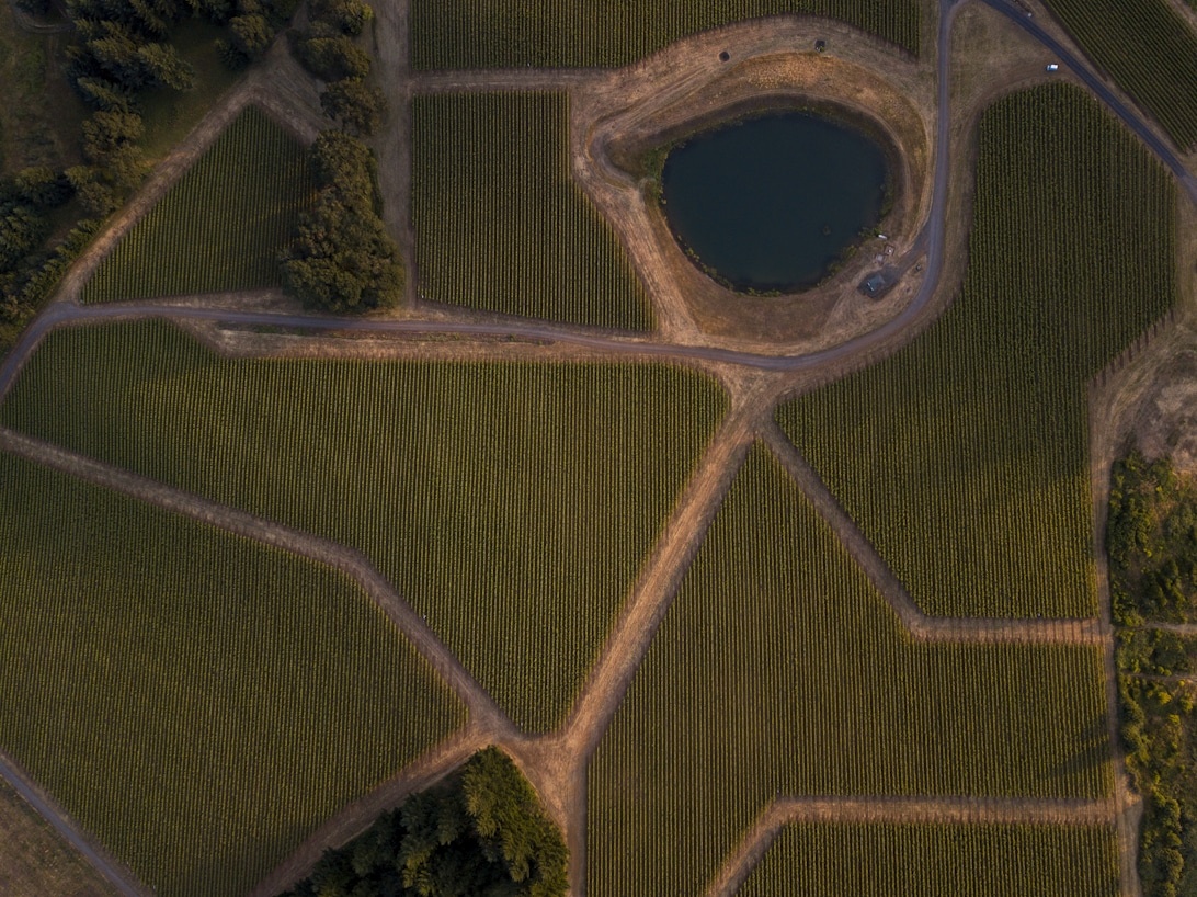 Biodynamisk vinproduktion: Hvad er det og hvorfor vinder det frem?